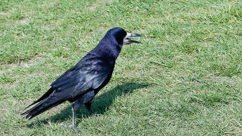 Black bird on a field