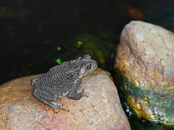 Close-up of lizard on rock