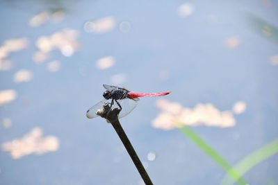 Close-up of dragonfly on a bird