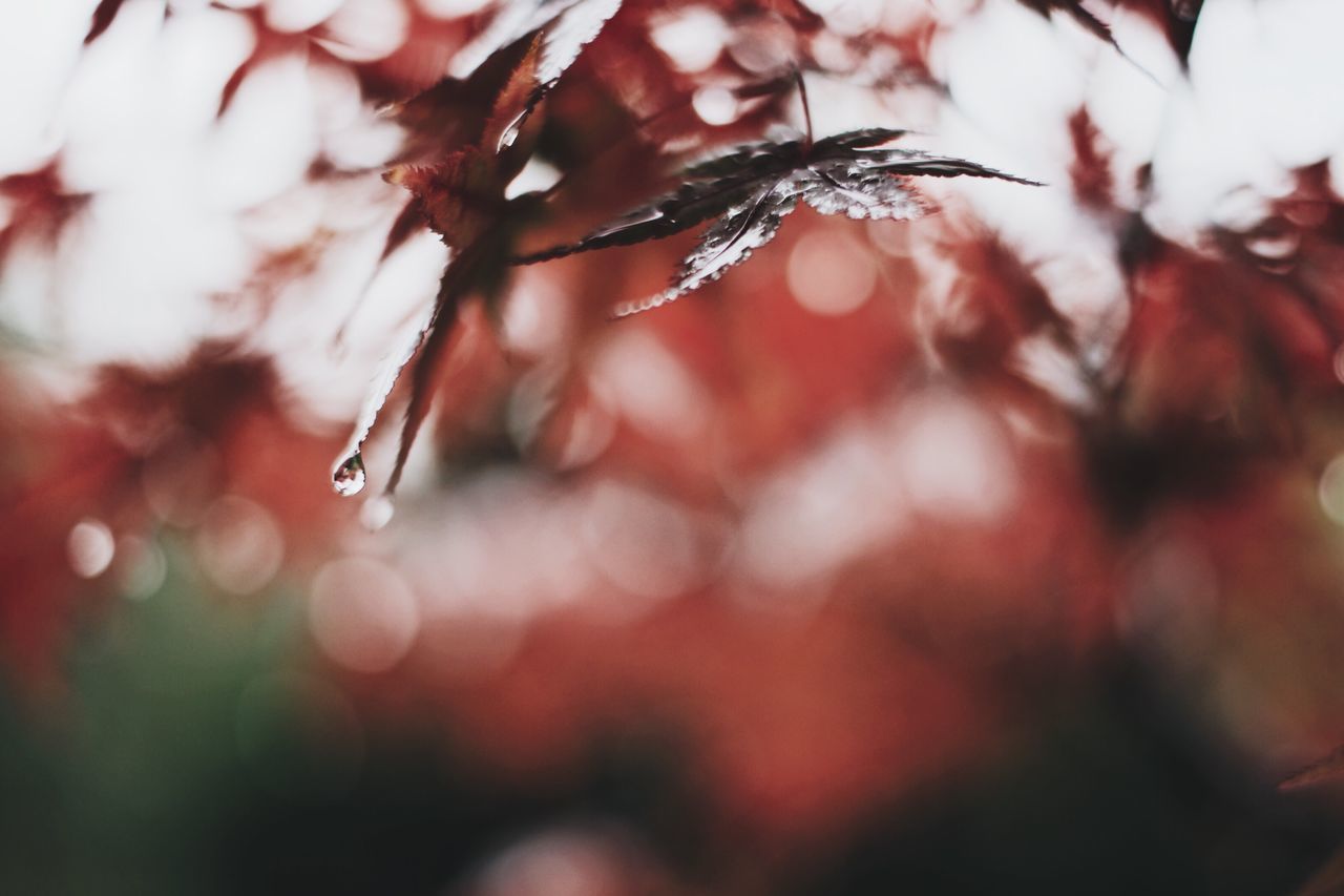 tree, close-up, plant, selective focus, no people, branch, nature, drop, wet, growth, day, beauty in nature, water, focus on foreground, outdoors, tranquility, winter, twig, change, rain, raindrop, leaves, rainy season, dew, purity