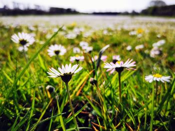 Close-up of white flowering plant on field