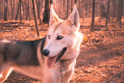 Portrait of dog in forest