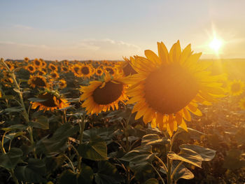 Close-up of sunflower on field against sky at sunset