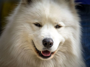 Close-up portrait of dog