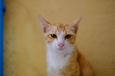 Close-up portrait of cat