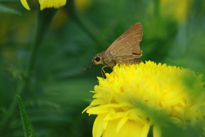 Close-up of butterfly pollinating on flower