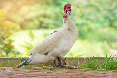 Full length of muscovy duck on footpath