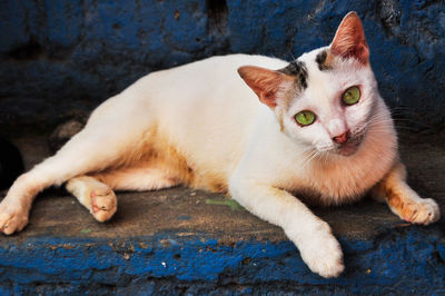 Close-up portrait of a cat
