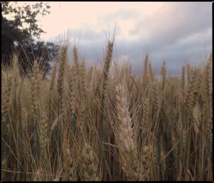 Scenic view of field against cloudy sky