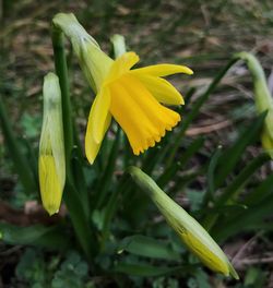 Close-up of yellow flower blooming outdoors