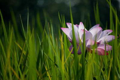 Close-up of flowers blooming outdoors