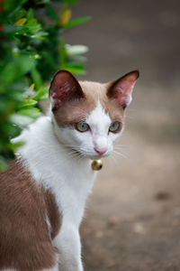 Close-up of cat looking away