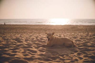 A stray dog lazing on the sand and the setting sun at the main beach in gokarna, karnataka, india.