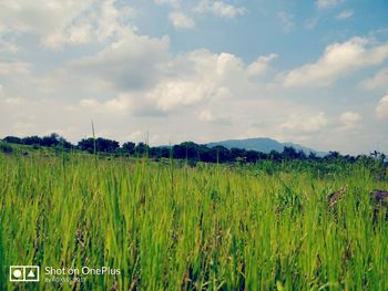 Scenic view of wheat field against sky