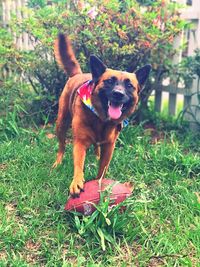 Dog with ball on field