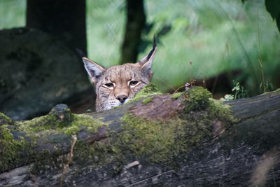 Portrait of a bobcat