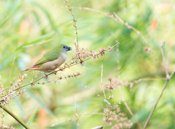 Close-up of bird perching on plant