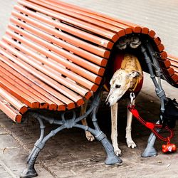 Dog under bench