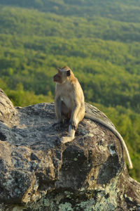 Wild javanese monkey that stands on a rock with a view of the hills