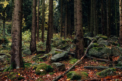 Trees growing in forest