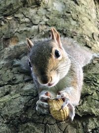 Close-up portrait of squirrel on rock