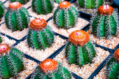 High angle view of succulent plants , full color cactus on brown sand