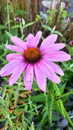 Close-up of purple flower