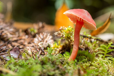 Close-up of mushroom growing on field