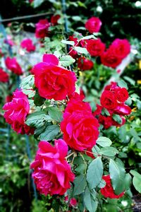 Close-up of pink rose blooming outdoors