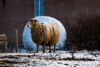 Sheep on field during winter