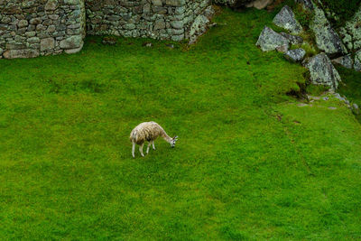 High angle view of llama at machu picchu