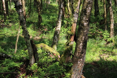 Close-up of bird on tree trunk in forest