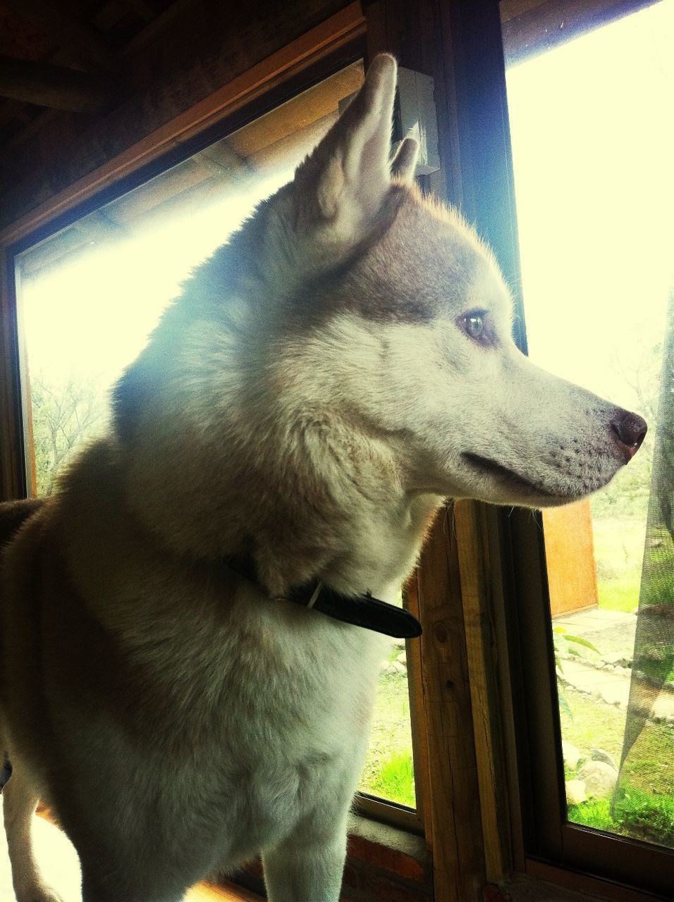 animal themes, domestic animals, one animal, pets, mammal, indoors, dog, close-up, window, sunlight, animal head, home interior, no people, looking away, day, focus on foreground, zoology, house, relaxation, animal body part