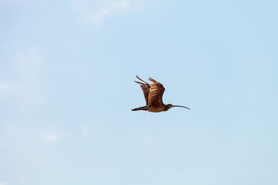 Low angle view of eagle flying against clear sky