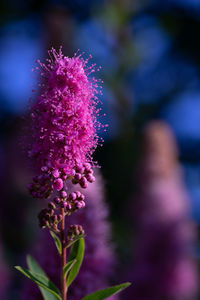 Close-up of pink flowering plant