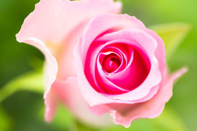 Close-up of pink rose