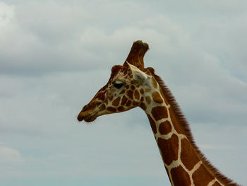 Low angle view of giraffe against sky