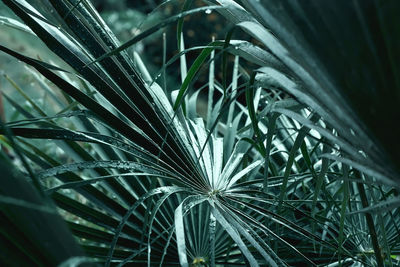 Beautiful foliage in tidewater green color. droplets of water on tropical palm leaf closeup.