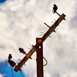 Low angle view of bird perching on metal against sky