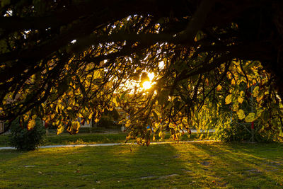 Trees on field in park