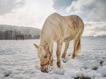 Close view to withe horse feding in snow. amazing winter morning with farm horses.