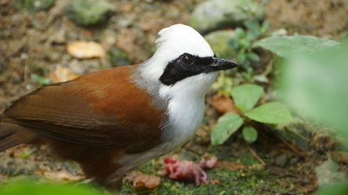 Close-up of a bird on land