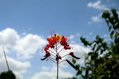 Low angle view of pink rose against sky