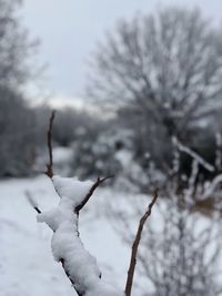 Close-up of frozen tree against sky