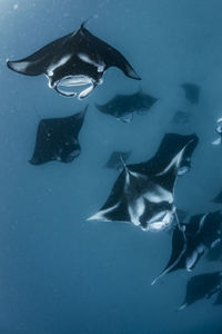 School of manta rays in baa atoll, maldives