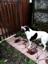 Dog standing in yard