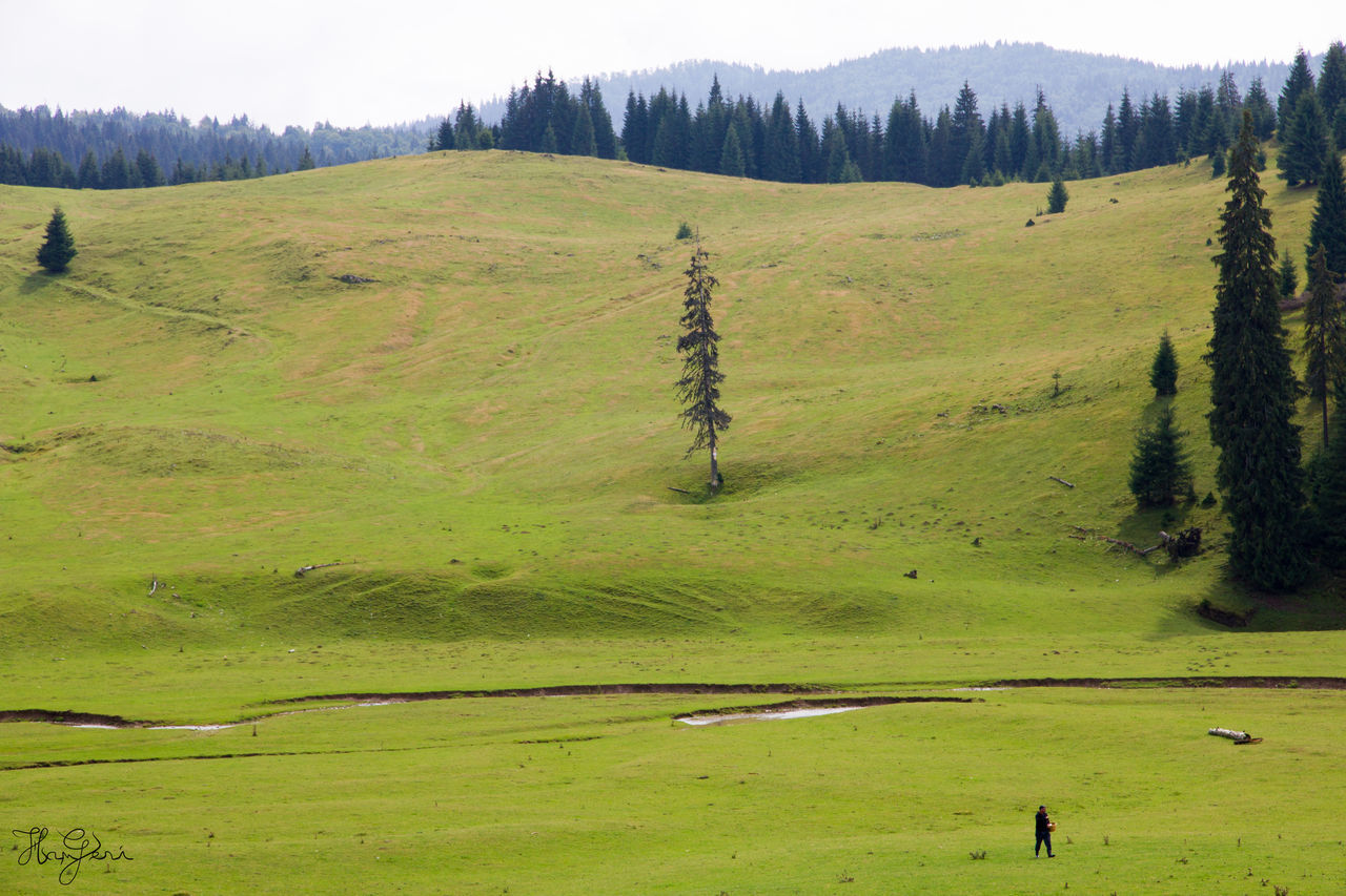 SCENIC VIEW OF GREEN LANDSCAPE