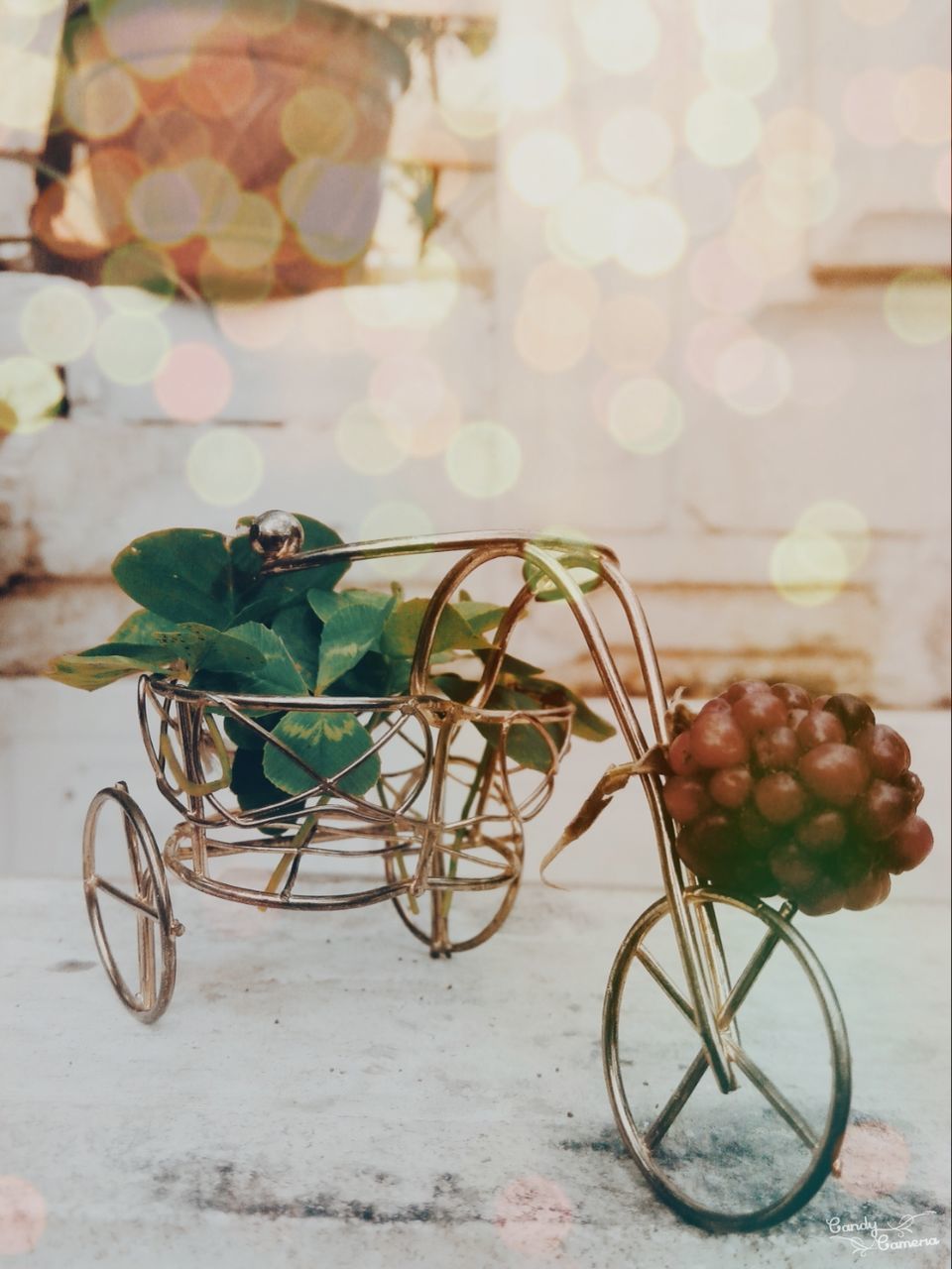 potted plant, bicycle, plant, wall - building feature, leaf, growth, no people, close-up, table, wall, flower, focus on foreground, day, freshness, nature, indoors, flower pot, cactus, green color