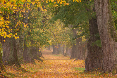 Trees in forest during autumn