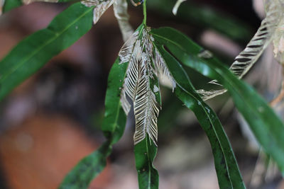 Close-up of leaves on plant